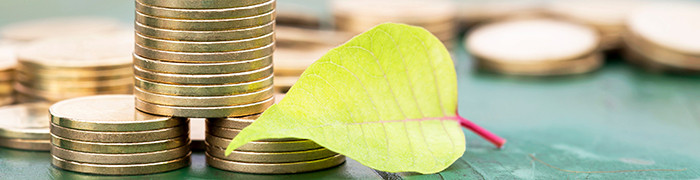 monety ułożone w słupki obok zielony liść